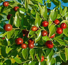 Image result for Ziziphus