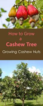The domesticated cashew tree is native to the new world but commercially cultivated mainly in brazil and india. How To Grow A Cashew Tree Growing Cashew Nuts