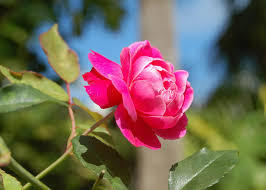 This sortable list allows users to view roses alphabetically by breeder, colour, etc. Care For Old Garden Roses Before And After A Storm The Bermudian Magazine
