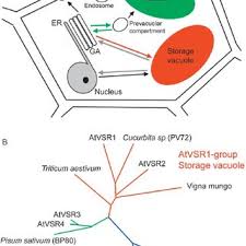 A vacuole in a plant cell helps to keep the plant up right when a plant loses nutrients the vacuole shrivels causing the plant to shrivel. Pdf Function And Evolution Of The Vacuolar Compartment In Green Algae And Land Plants Viridiplantae