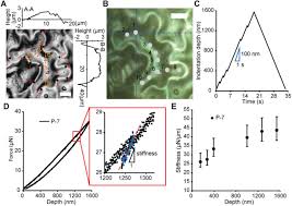 Healthy plant cells are turgid and plants rely on turgidity to maintain rigidity. Protocol For Mapping The Spatial Variability In Cell Wall Mechanical Bending Behavior In Living Leaf Pavement Cells Biorxiv