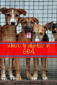 Where Can I Volunteer In Goa Answered Hippie In Heels Goa Volunteer Places To Volunteer