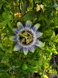 Image result for Passiflora caerulea