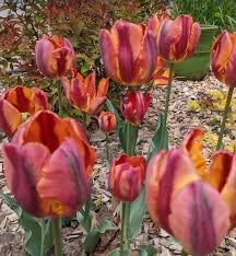 We did not find results for: Spring Bulbs Are For Fall Planting Garden Bite