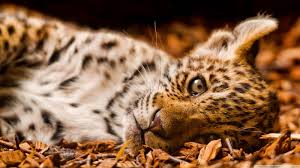 En nuestra web puedes descargar gratis imágenes para el fondo de pantalla y darle un toque personal a tu teléfono o pc. 120 Fondos De Pantalla De Animales Muy Bonitos E Impresionantes