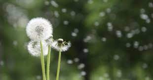 The Life Cycle Of A Dandelion Hunker Dandelion Dandelion Flower Herbal Plants
