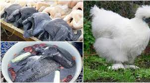 Google has many special features to help you find exactly what you're looking for. Kuliner Unik Daging Ayam Ini Asli Berwarna Hitam Lifestyle Fimela Com