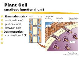 Plant cells contain channels called plasmodesmata. Plant Physiology Z Plant Functions Y 1 Capture