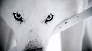 Robot anime wolf vechten snow wolven white kiba wolf's regen gif. She Was Brave And Strong And Broken All At Once Toto Nie Je Typicky Vlkolaci Vlkolaci Amreading Books Wattpad Wolf Dog White Wolf Wolf Eyes