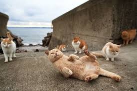 Cat Island Cat Island Cat Island Japan Cat Lovers