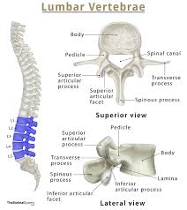 Image result for Lumbar vertebrae