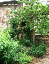 Digging Gardens On Tour 2009 Buckeye Trail Garden Cordia Boissieri Texas Wild Olive Tree Small Tree 10 Dig Gardens Farmhouse Landscaping Small Trees