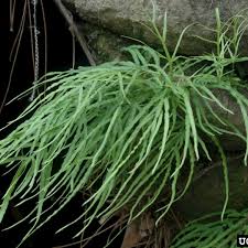 Image result for Disperis sp. nov. aff. bifida