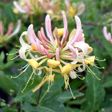 Maybe you would like to learn more about one of these? Lonicera Periclymenum Belgica