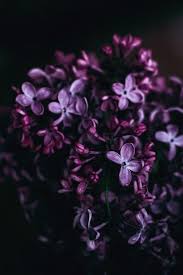 Flower Flowers Tumblr Aesthetic Cicek Cicekler Mor Cicekler Leylak Mor