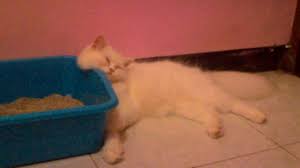 Karena keunikkan warna inilah yang akhirnya. Kucing Persia Putih Polos Lucu Youtube