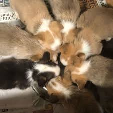 A bouncy, bold, big eared, royal dog. Corgi Playful Corgi Puppies Ready For Their New Homes Facebook