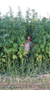 Legalization of hemp opens door for thriving industry