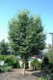 Image result for Amelanchier laevis
