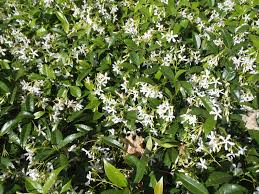 Maybe you would like to learn more about one of these? Trachelospermum Jasminoides Confederate Jasmine Star Jasmine North Carolina Extension Gardener Plant Toolbox