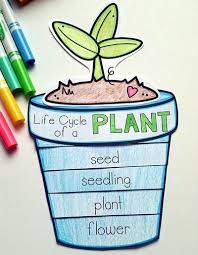 17 Creative Ways To Teach Plant Life Cycle Weareteachers