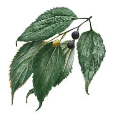 Image result for Celtis