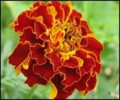 You can enjoy its amazing sight while enjoying a healthy infusion during a marigold is an annual herbaceous plant native to the mediterranean, with robust stems. The Edible Marigold Hubpages