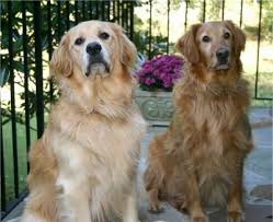 golden retriever dog breed information and pictures