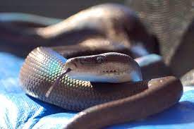 Olive Pythons At Aar Reptiles And Amphibians Python Ball Python Morphs