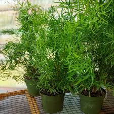 Image result for Asparagus falcatus