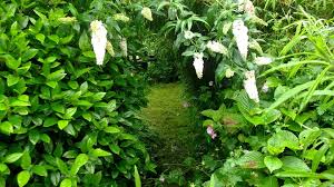 Homo Sapiens Bealtaine Cottage Ireland