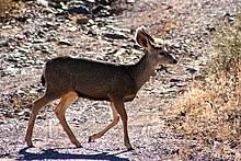Mule Deer Wikipedia