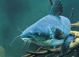 Catfish Growth Factors