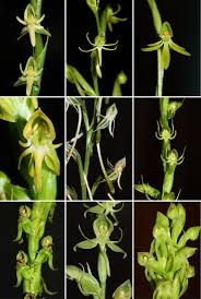 Image result for Habenaria silvatica