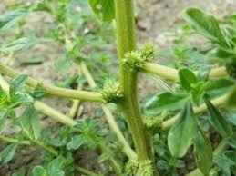Image result for Amaranthus thunbergii