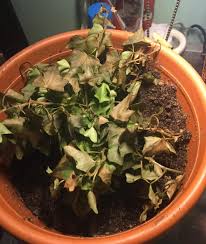 Houseplants Forum Ivy Dying Garden Org