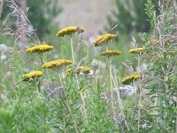 Fern Leaf Yarrow Pictures Flowers Leaves And Identification Achillea Filipendulina Yarrow Plant Wild Edibles Edible Plants
