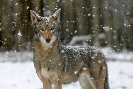 A total throwback, modern legend looks just like the fighter hair from the very first final fantasy game. Wolf Haven On Twitter Anybody Else Enjoying This Snow Snow Wolves Snowfall