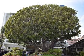 Wetlands are among the most productive figure 1 moreton bay wetland environments, a transition zone between the land and the ocean. Moreton Bay Fig Tree Santa Monica Daily Press