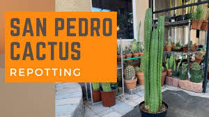 But during normal days, you want to keep your plant under warm temperatures, preferably above 50°. Repotting A San Pedro Cactus Echinopsis Pachanoi Repot A Cactus Youtube