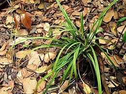 Image result for Hypolytrum heteromorphum