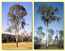 Image result for Eucalyptus tereticornis