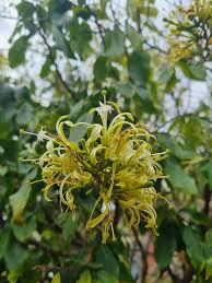 Image result for Turraea floribunda
