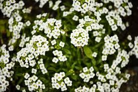 Plants thrive in dry, average soil, but this is one plant that prefers alkaline conditions, which makes it ideal for rock gardens. Small White Flower Flowers Forums
