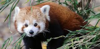 Zoo liberec chová poddruh pandy červené (ailurus fulgens fulgens), která se vyskytuje v nepálu, bhútánu, ásámu a sikkimu. Zoologicka Zahrada Norimberk Tiergarten Nurnberg