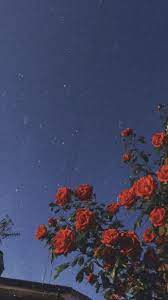 Weitere ideen zu hintergrund iphone, hintergrund, handy hintergrund. Pinterest Luiselacroix Hintergrund Iphone Hintergrundbilder Telefon Hintergrundbilder
