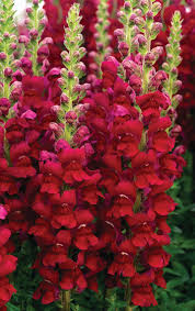 Image result for Antirrhinum majus
