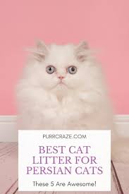 Originally published december 3, 2015. Best Cat Litter For Persian Cats These 5 Are Great Purr Craze