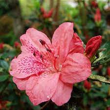 John Of Jess On Twitter Azalea Flower Flowers Japanese Flowers