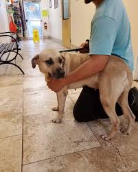 Why spay or neuter your cat? Spca Of Brevard Wellness Low Cost Spay Neuter Clinic Home Facebook